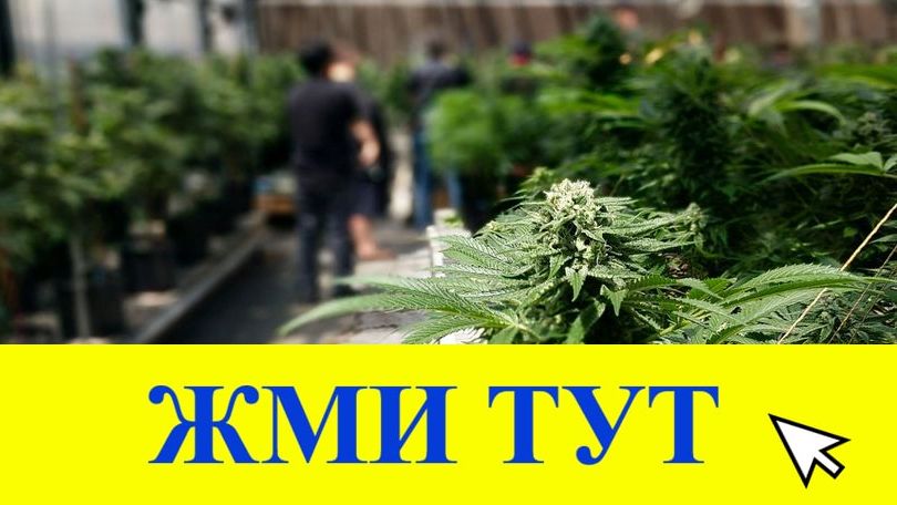 Купить наркотики в Череповце